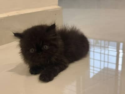 persian kitten Black tripple coat