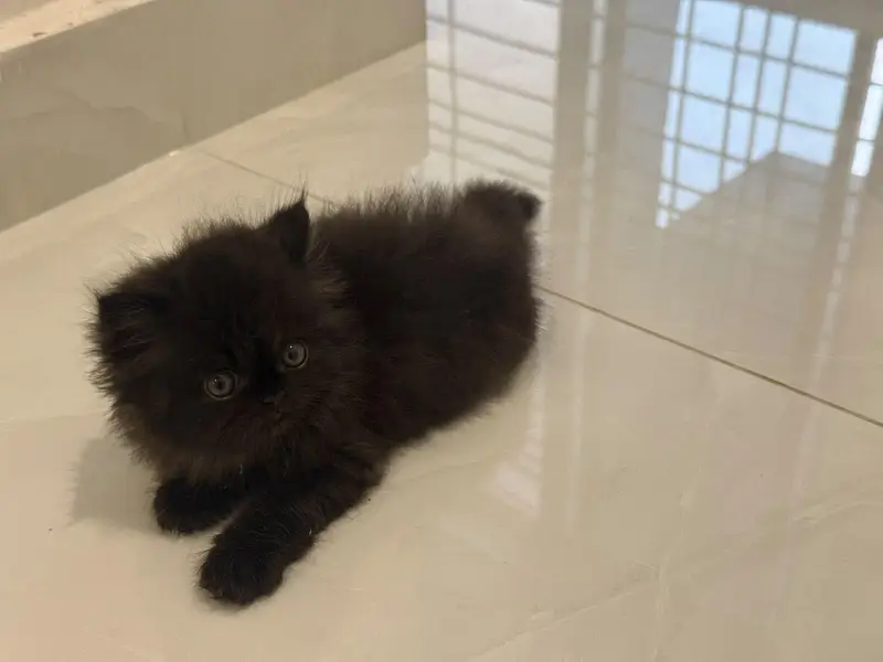 persian kitten Black tripple coat — photo 2
