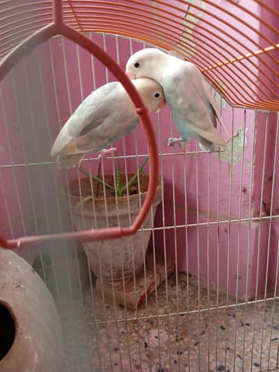 albino black eyes pair for sale