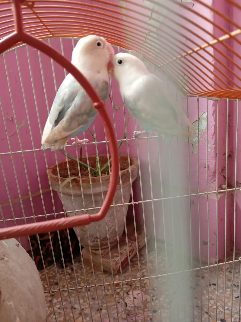 albino black eyes pair for sale — photo 2