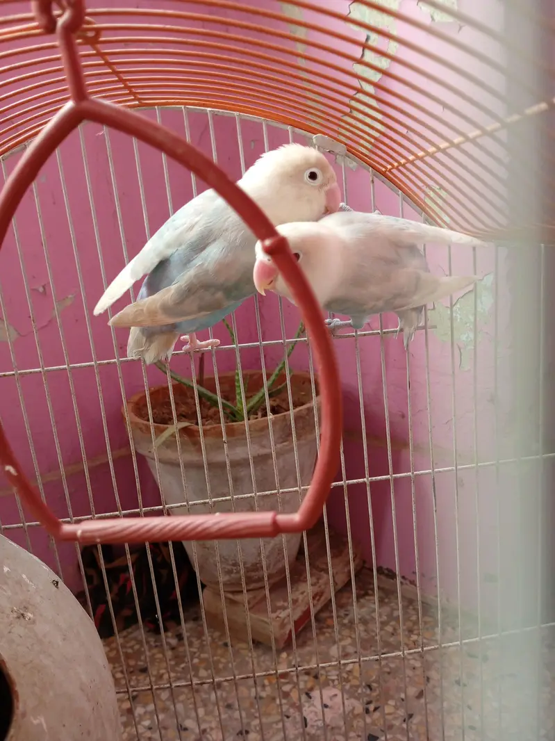 albino black eyes pair for sale — photo 3