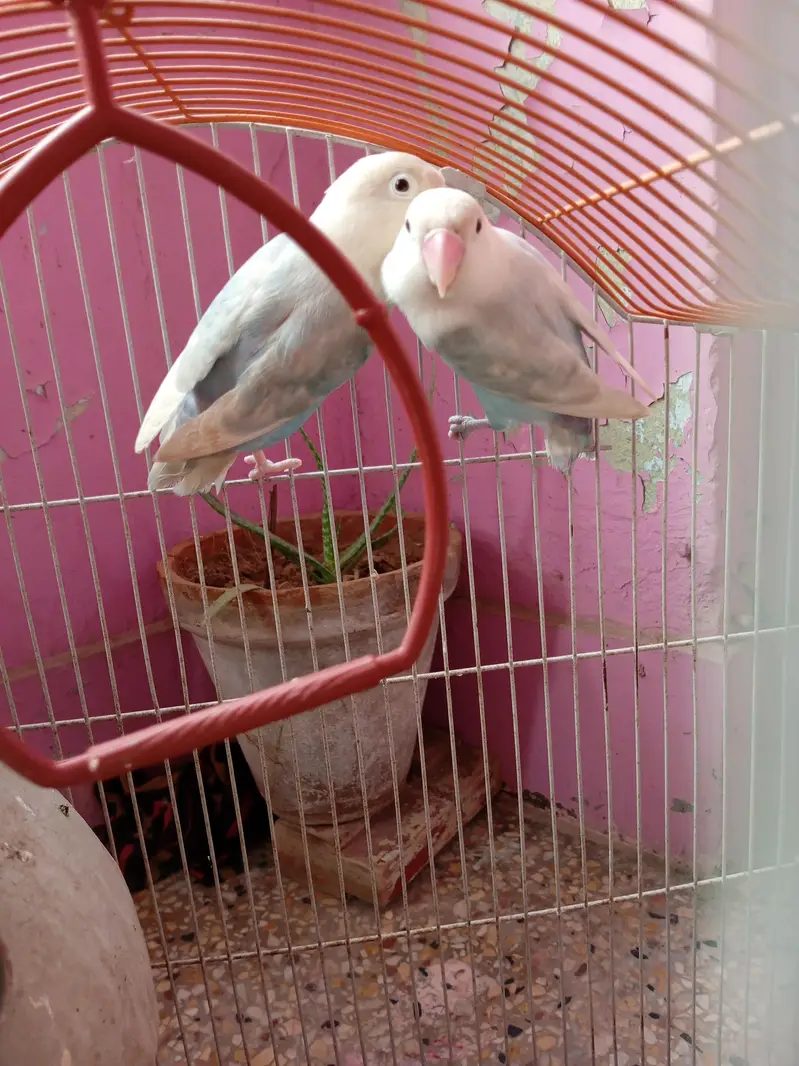 albino black eyes pair for sale — photo 4