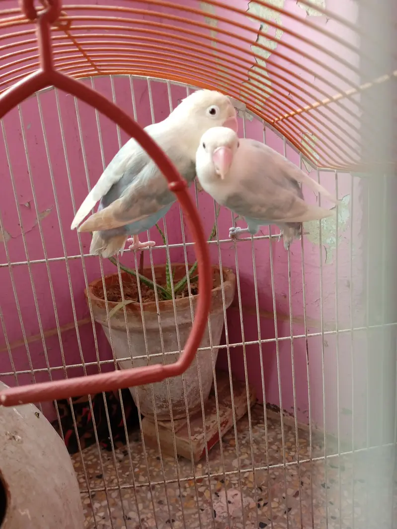 albino black eyes pair for sale — photo 5