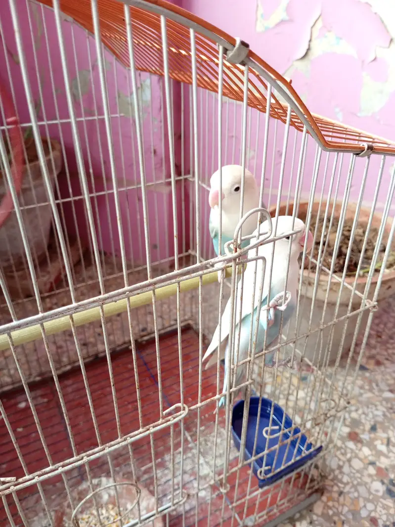 albino black eyes pair for sale — photo 6