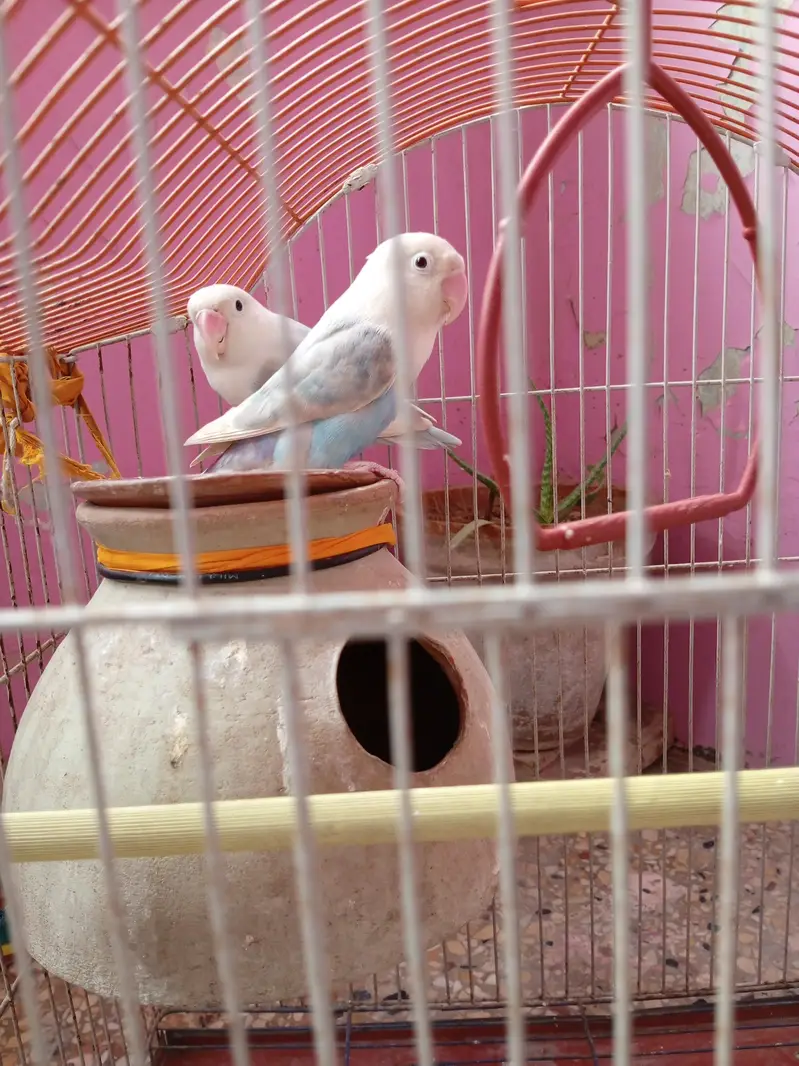 albino black eyes pair for sale — photo 7