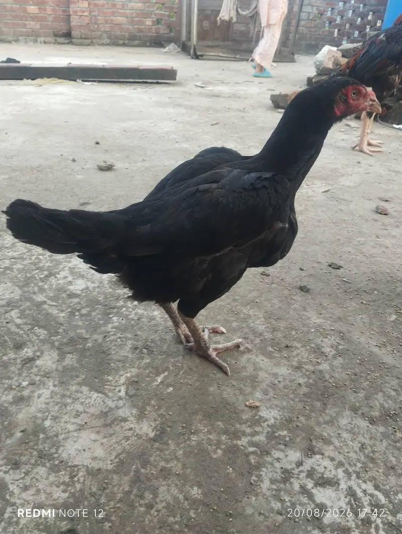 kurak long height high quality — photo 2