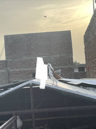 Sherazi pair healthy and active for sale