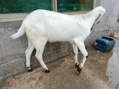 Khasi bakra heavy beauty