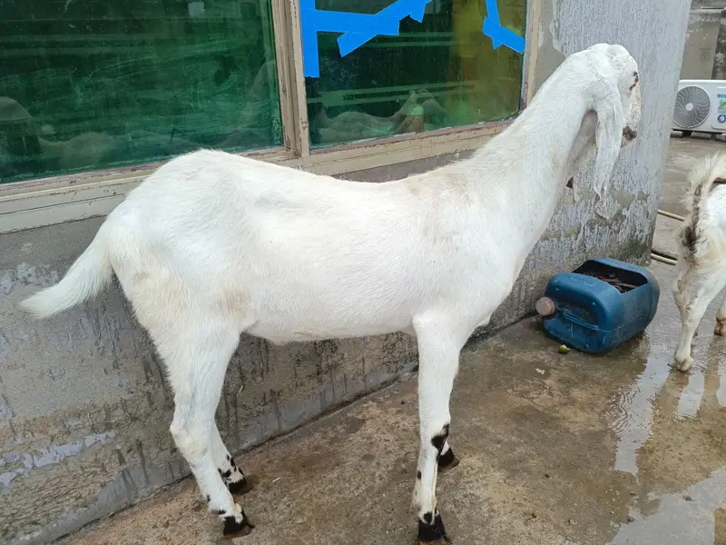 Khasi bakra heavy beauty — photo 2
