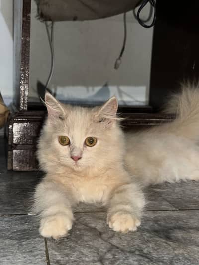 Female Persian Kitten