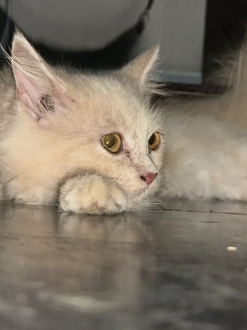 Female Persian Kitten — photo 2