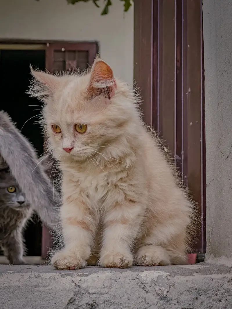 Female Persian Kitten — photo 3