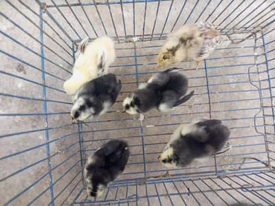6 chiks