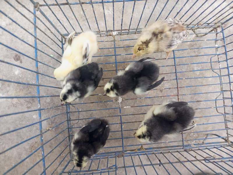 6 chiks 0