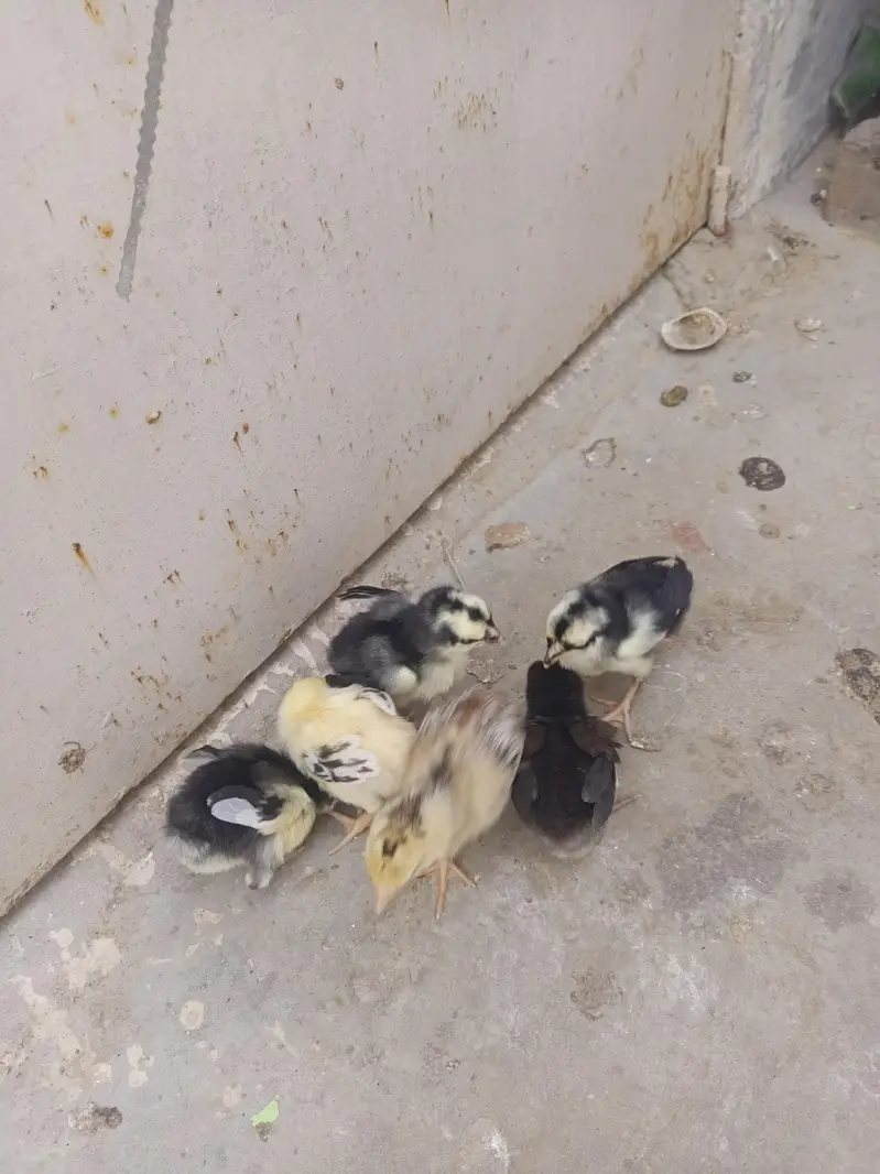 6 chiks — photo 2