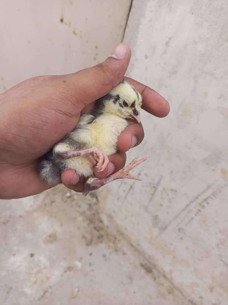 6 chiks 2