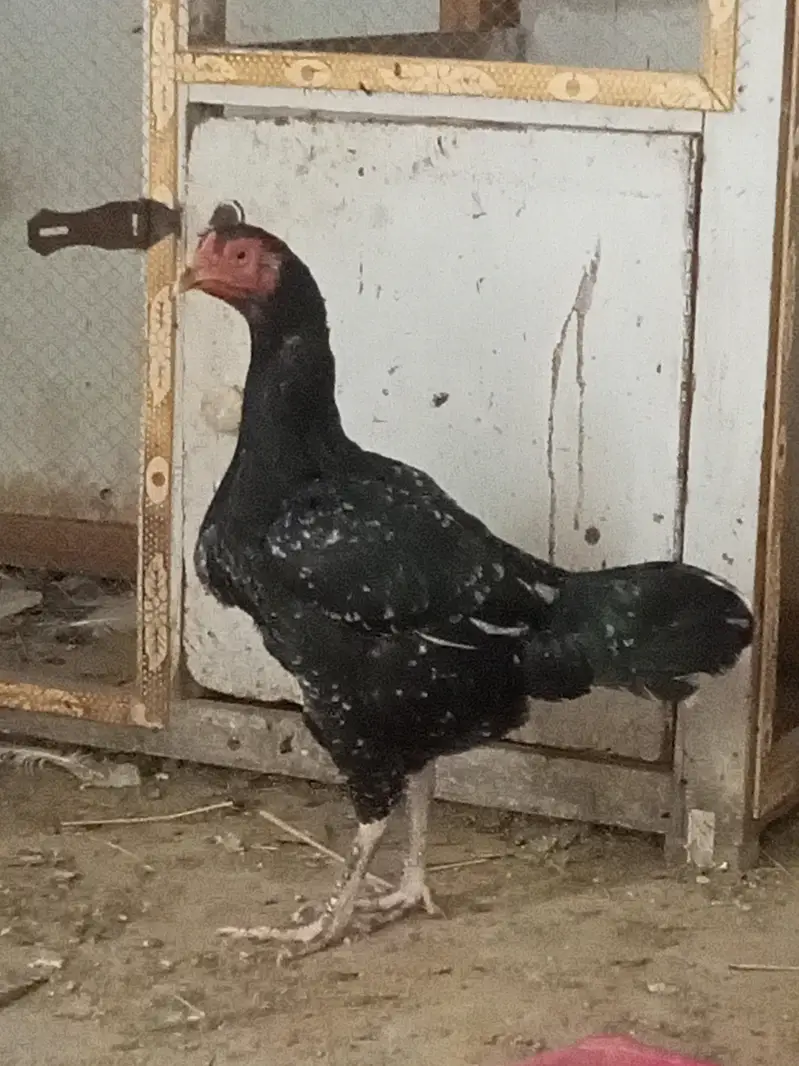 6 chiks — photo 4