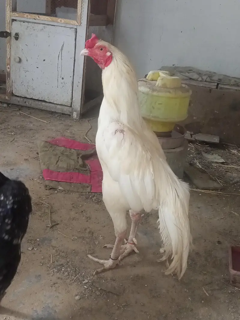 6 chiks — photo 5