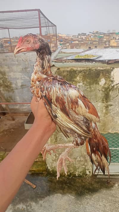 Aseel chicks pair