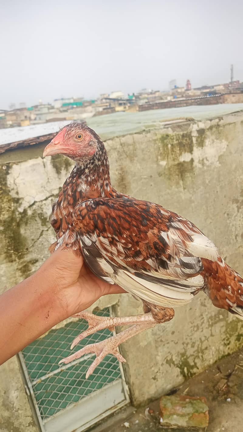 Aseel chicks pair 1