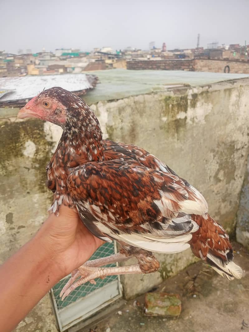 Aseel chicks pair 2