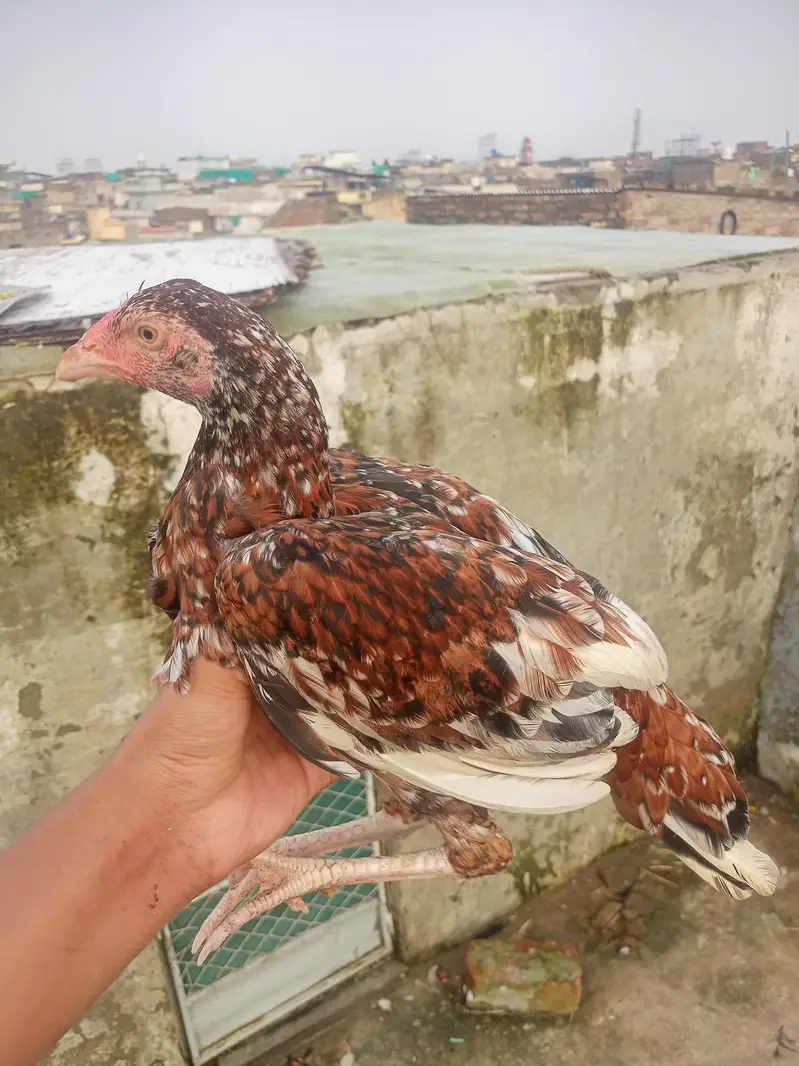Aseel chicks pair — photo 3