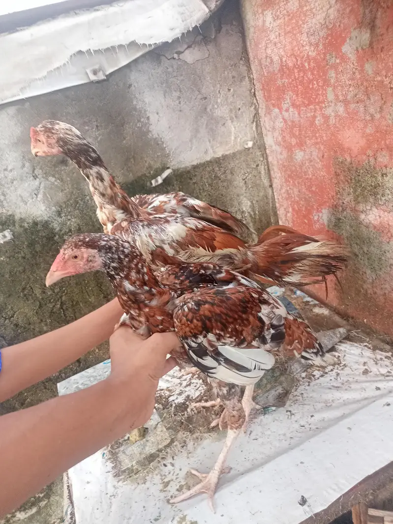 Aseel chicks pair — photo 4