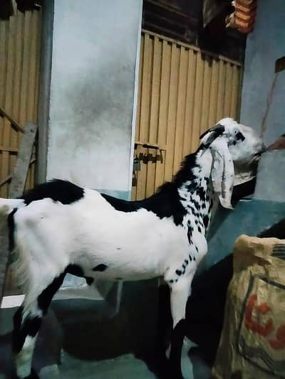 bakra or bakria