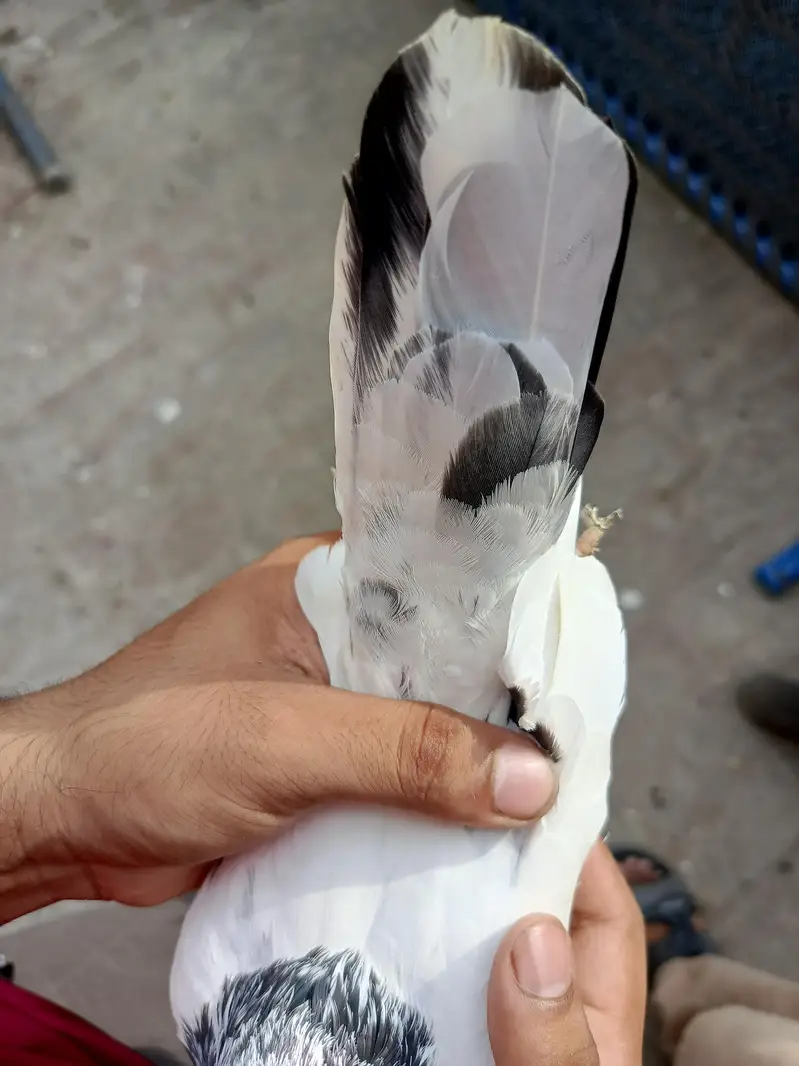tasver Wala jora for sale — photo 3