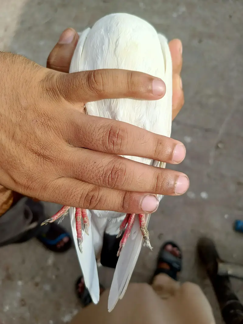 tasver Wala jora for sale — photo 4