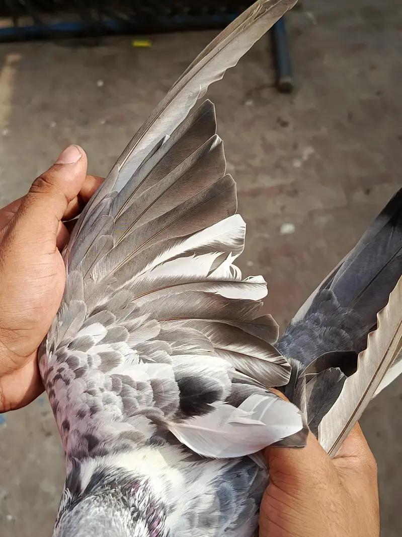 tasver Wala jora for sale — photo 7