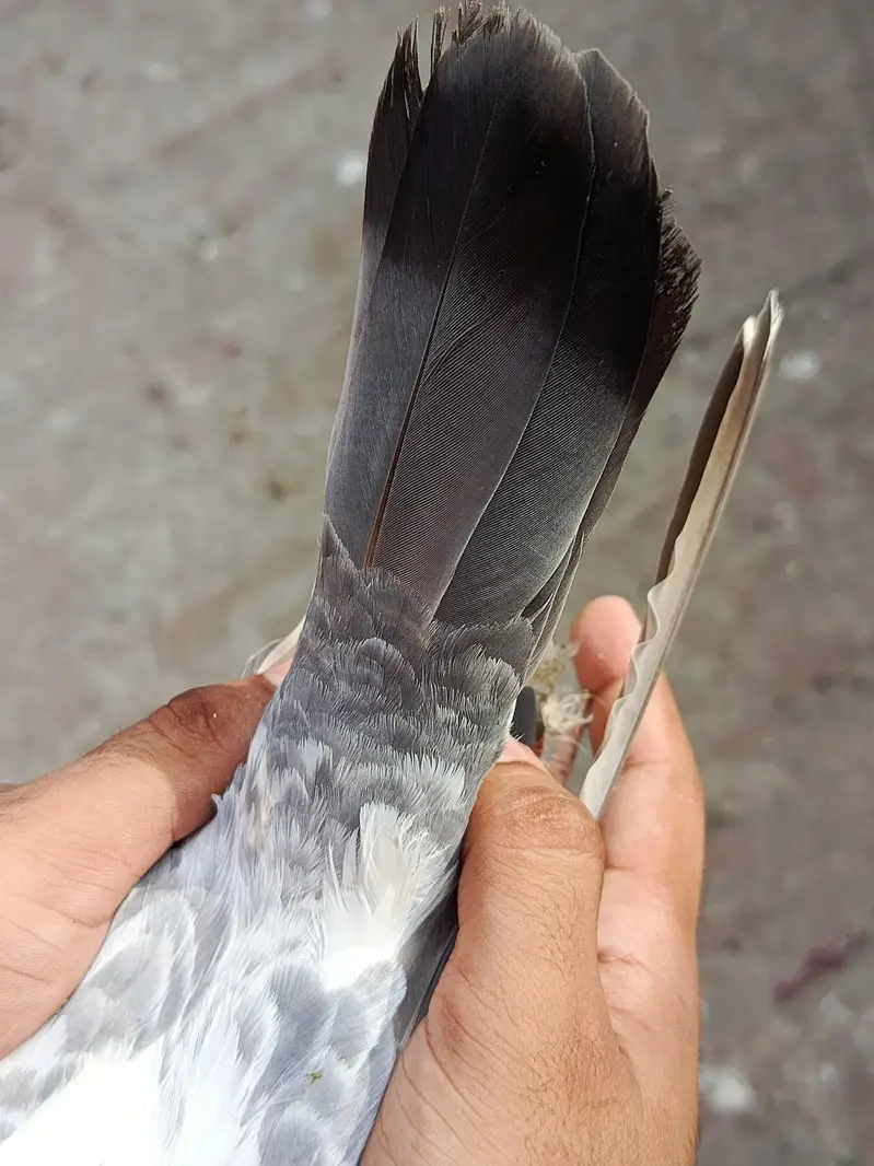 tasver Wala jora for sale — photo 8