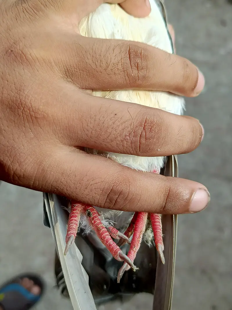 tasver Wala jora for sale — photo 9