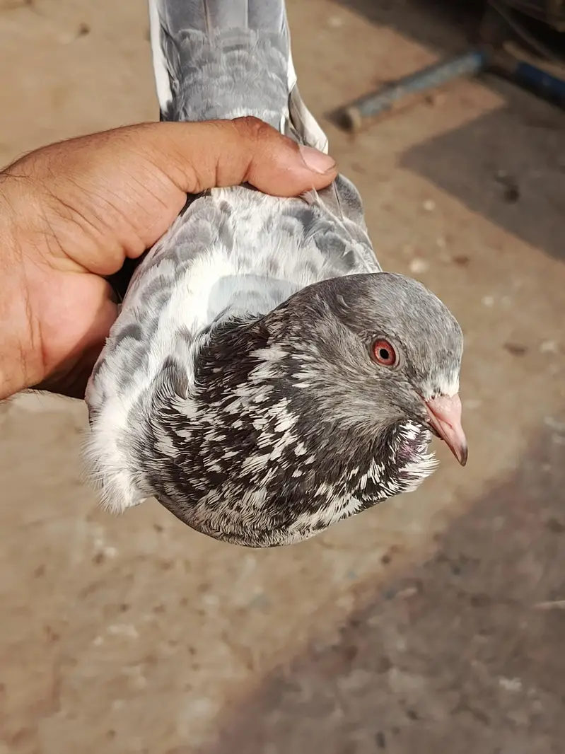 tasver Wala jora for sale — photo 12