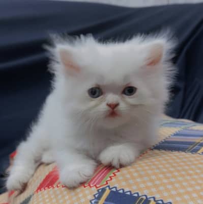 Persian kittens Triple coat
