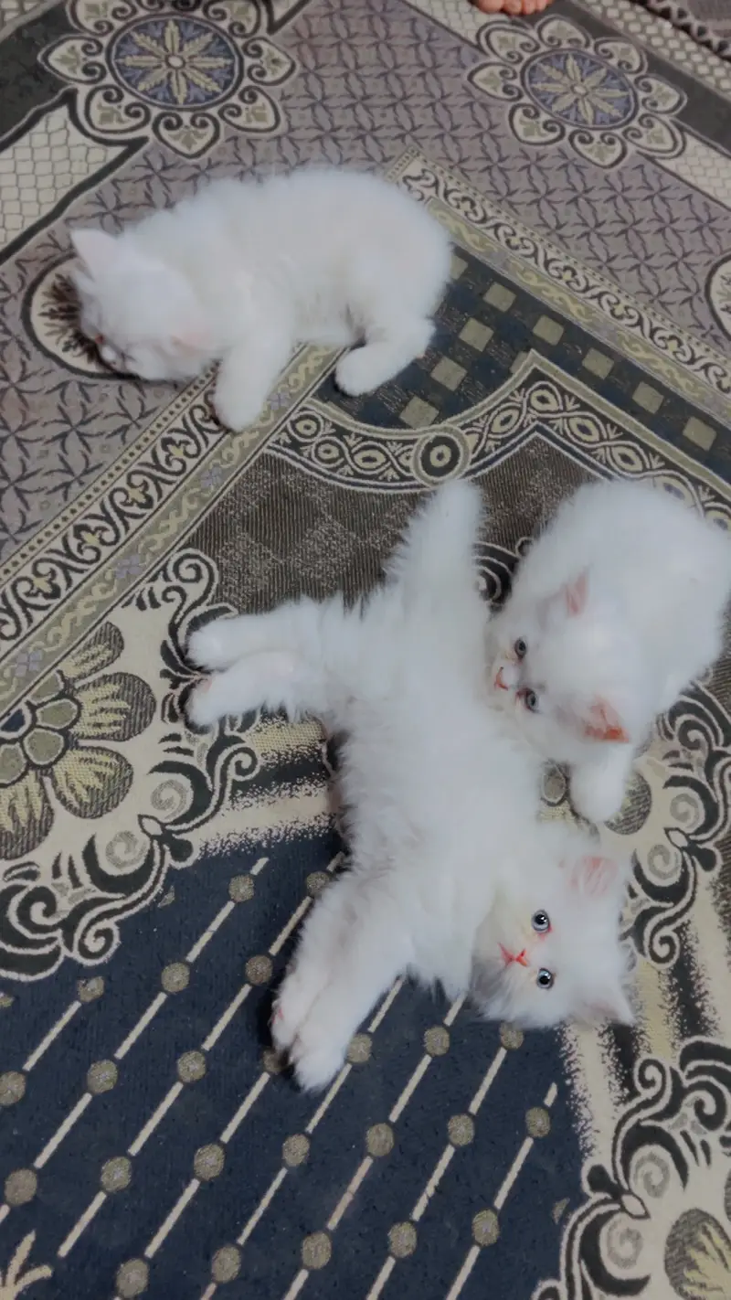 Persian kittens Triple coat — photo 3