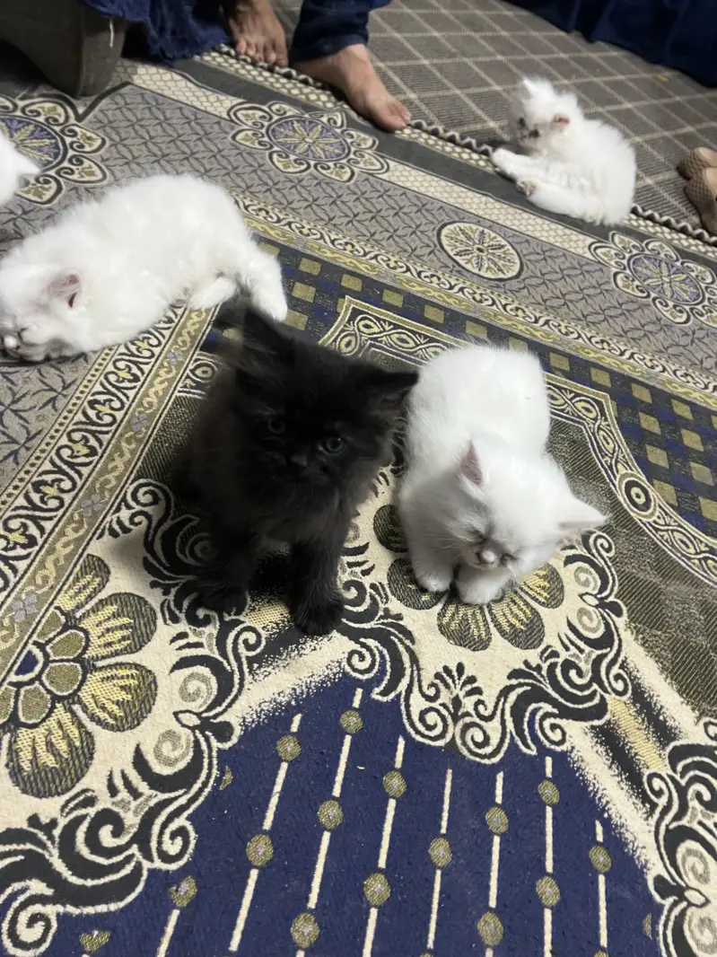 Persian kittens Triple coat — photo 4