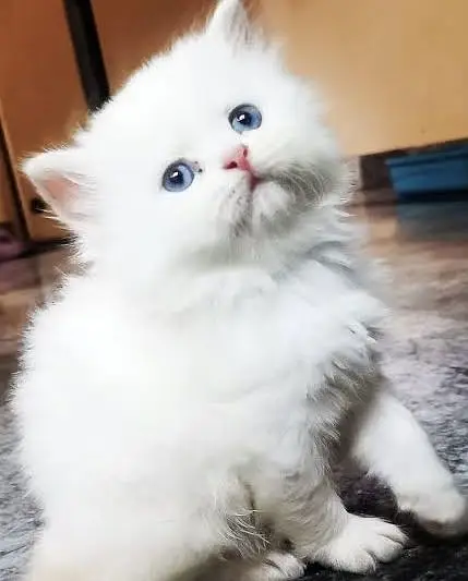 Persian kittens Triple coat — photo 5