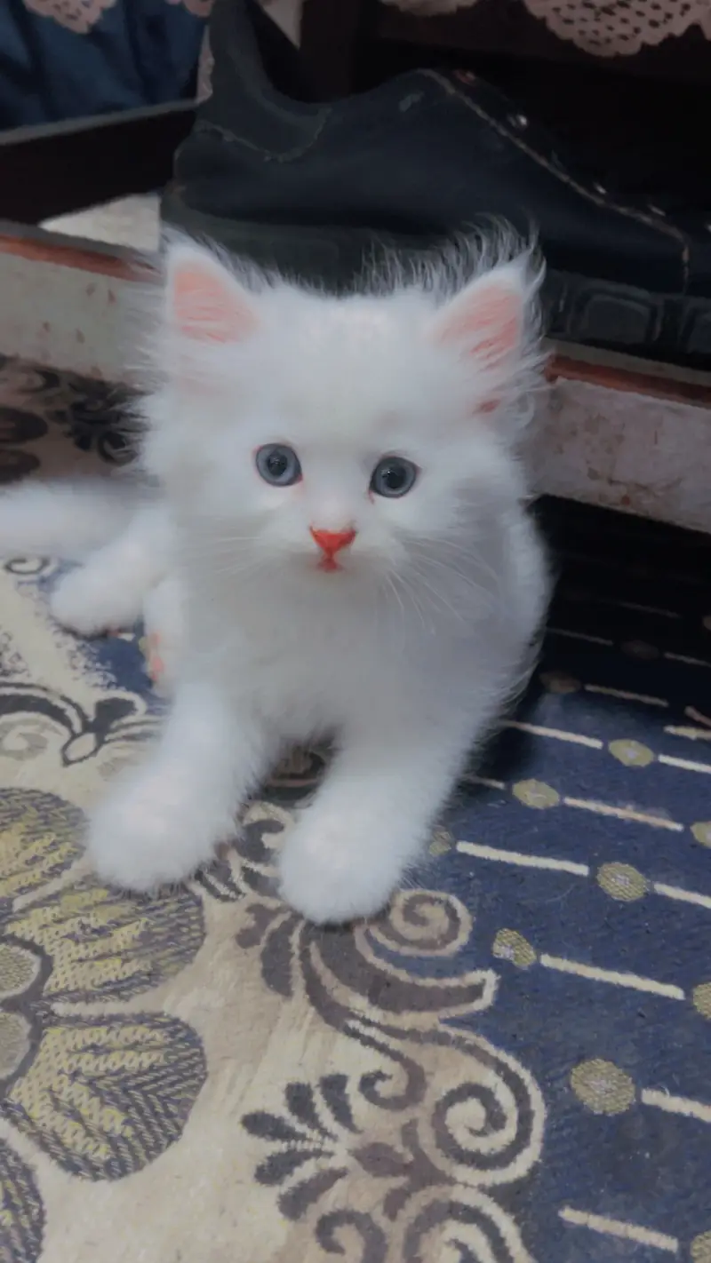 Persian kittens Triple coat — photo 6