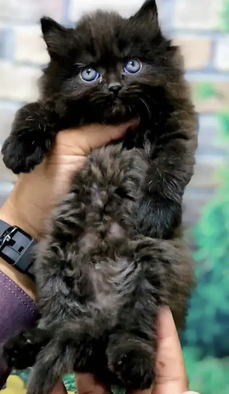 Persian kittens Triple coat — photo 7