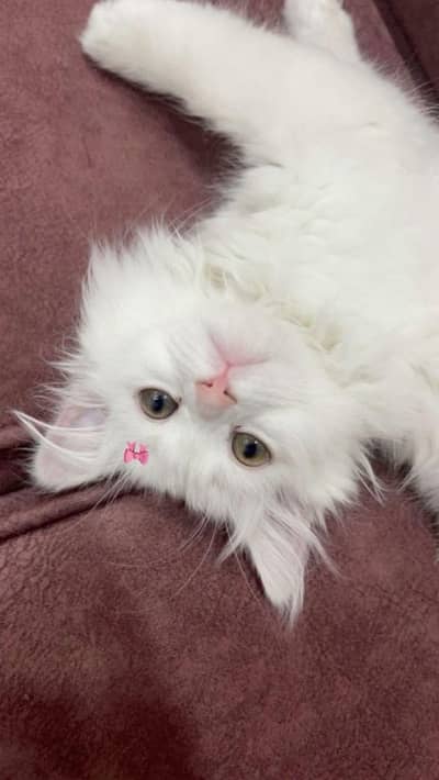 persian kitten | cat | kitten | white kitten | cute kitten