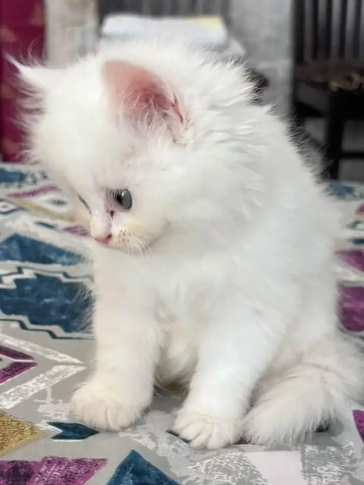 persian kitten | cat | kitten | white kitten | cute kitten — photo 2