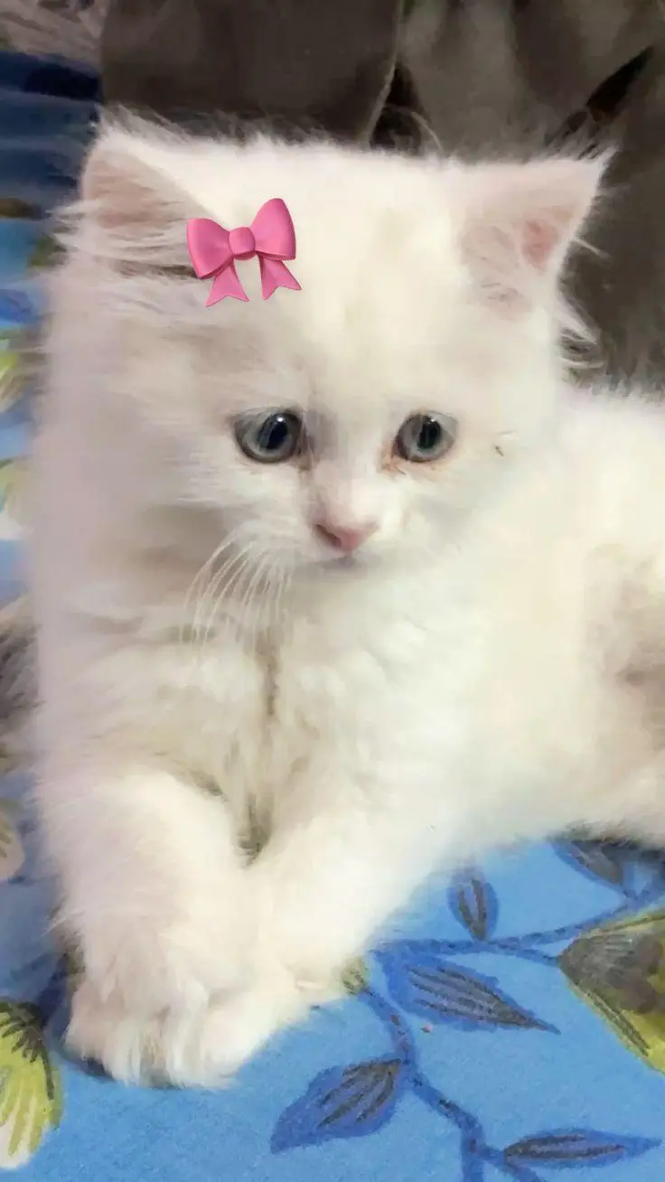 persian kitten | cat | kitten | white kitten | cute kitten — photo 3