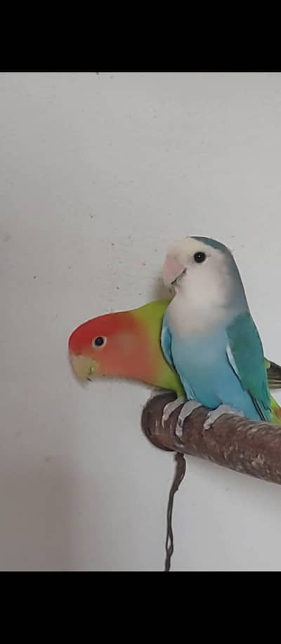Lovebirds
