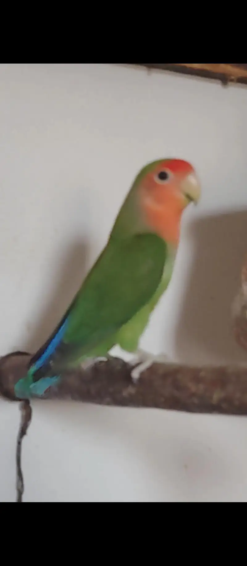 Lovebirds — photo 6