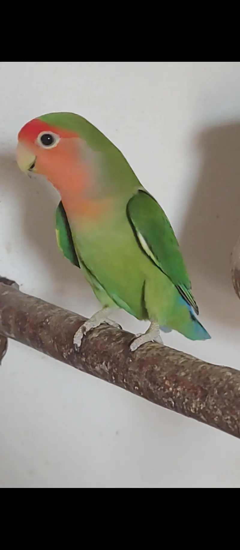 Lovebirds — photo 7