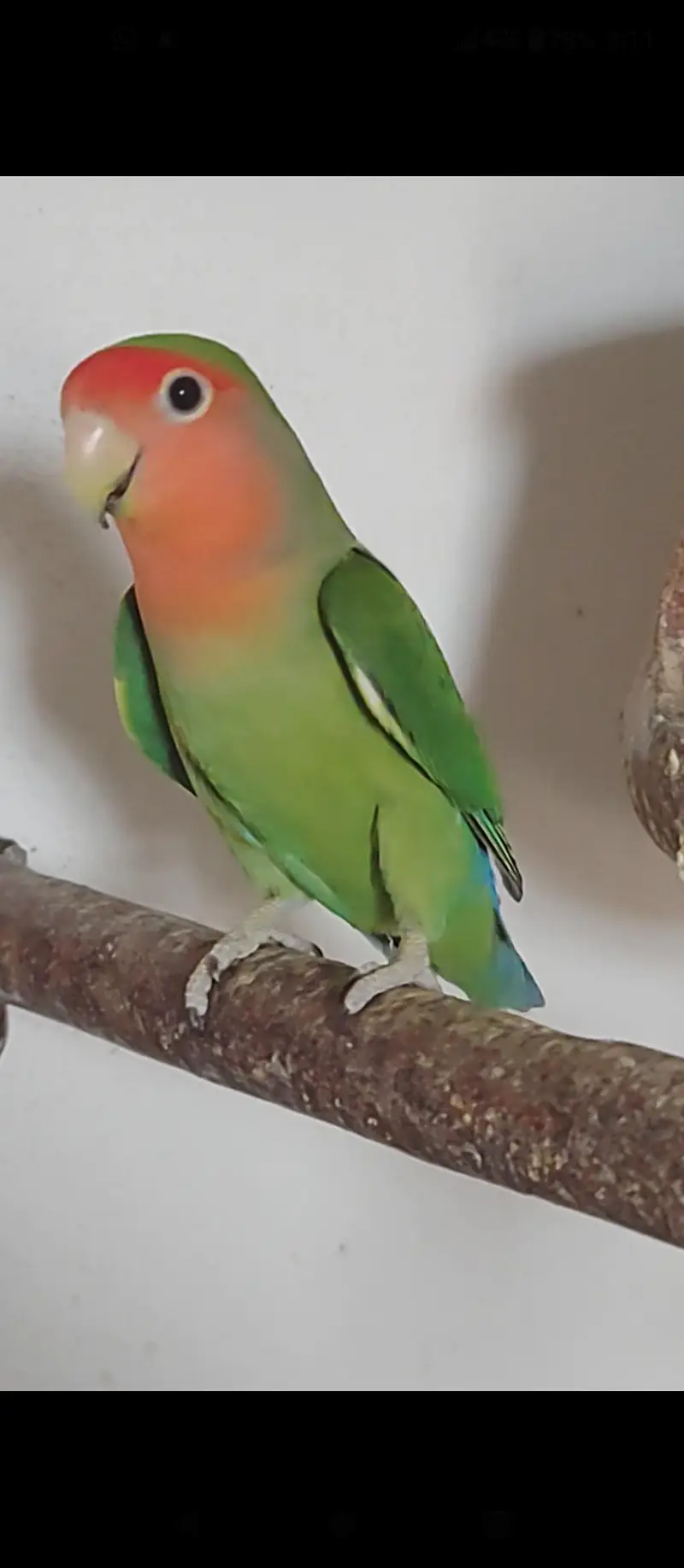 Lovebirds — photo 8