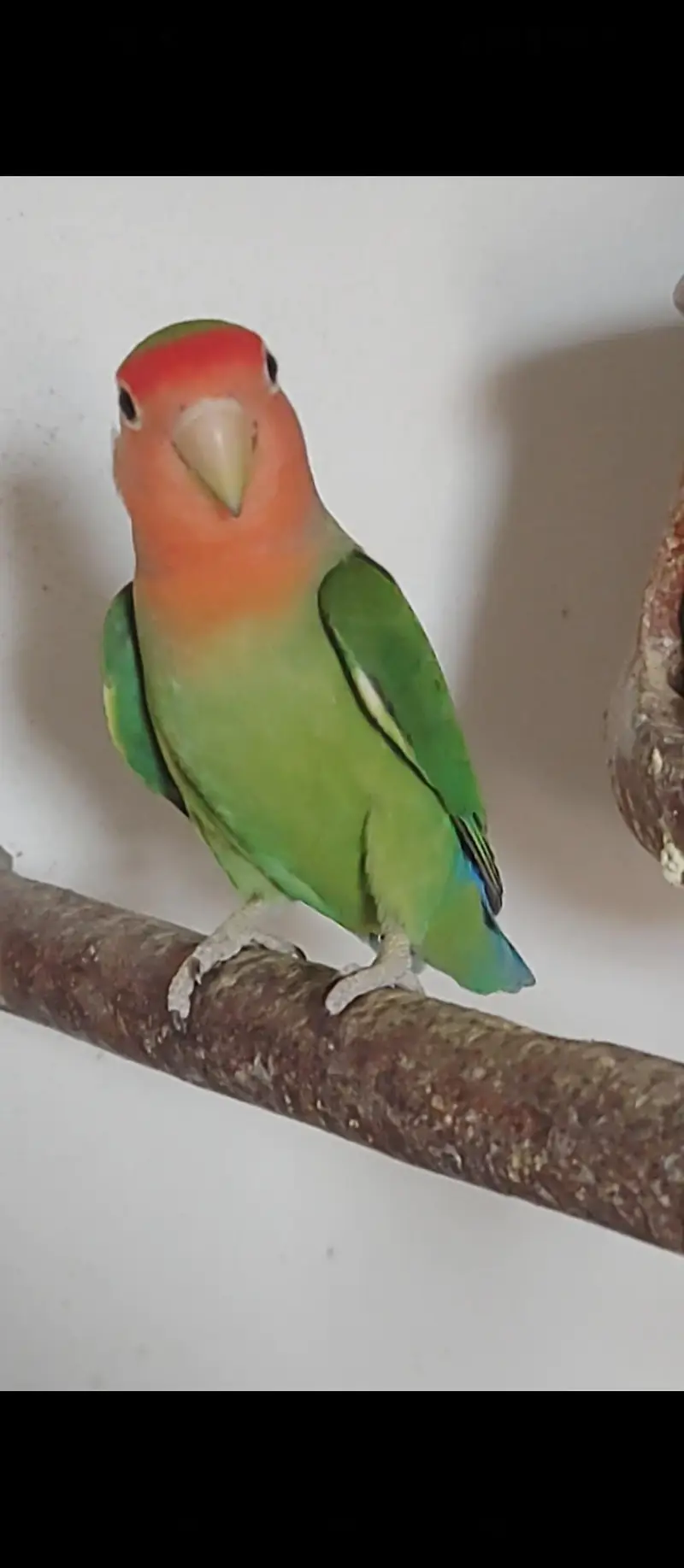 Lovebirds — photo 9