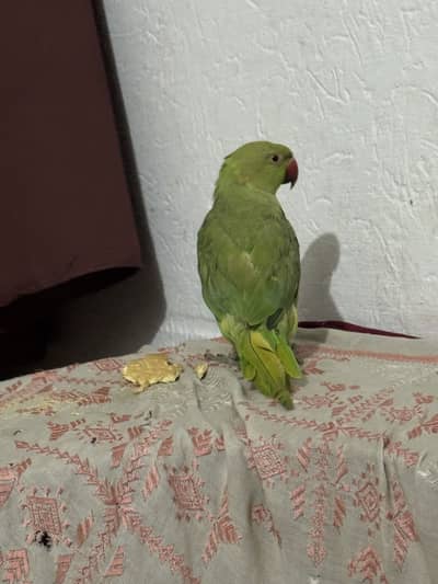 Green parrot for sell home use