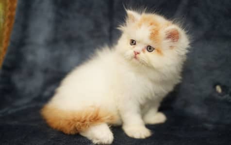 Kittens (doubletone/ persian/